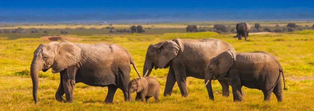 cropped-family_of_elephants_kenya_1920x1200.jpeg